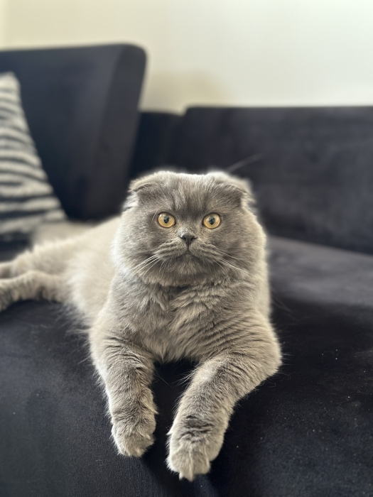 Scottish fold shorthair 10 mois