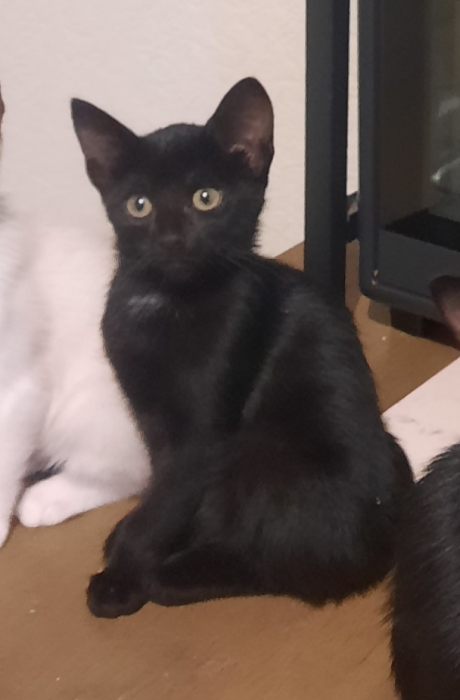 Noir spot blanc au cou