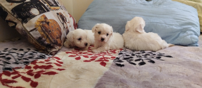 Bichon maltais naine