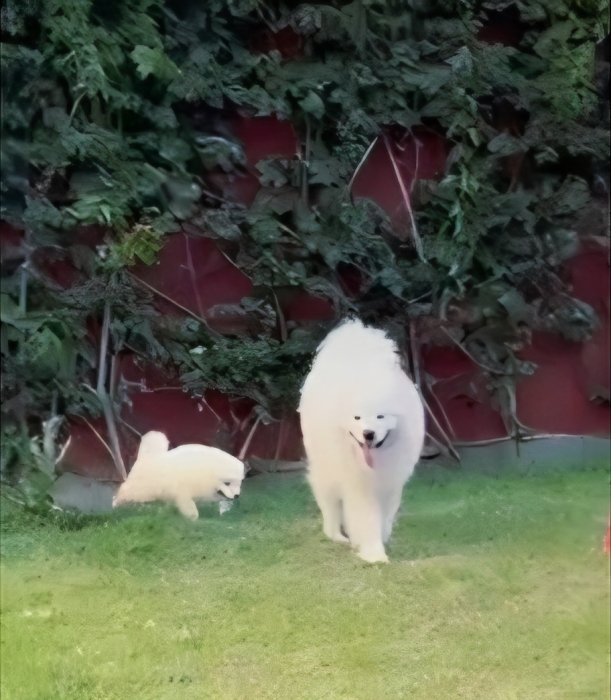 Top SAMOYEDES père LOF mère championne du maroc