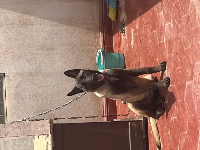 Femelle malinoi charbonnier vaccinée