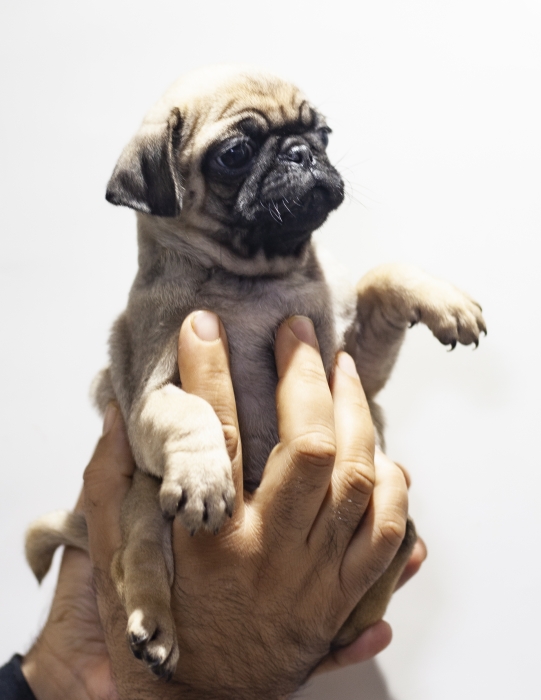 Disponibles magnifiques chiots carlin