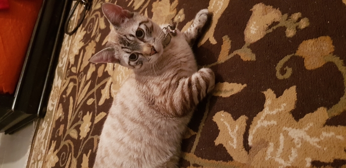 Chat siamois tigré gratuit