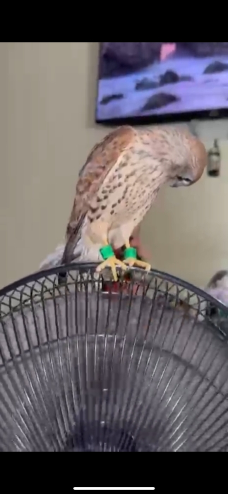 Falcon نسر للبيع