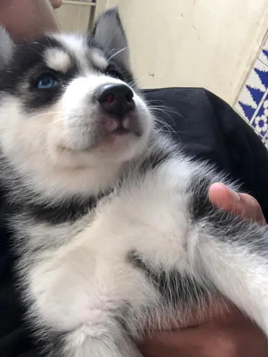 Husky chiot