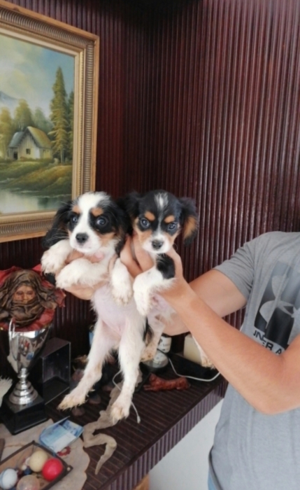 Cavalier King Charles