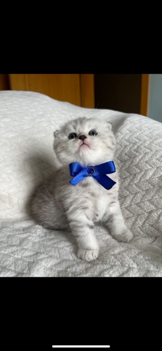 Scottish fold et British shorthair