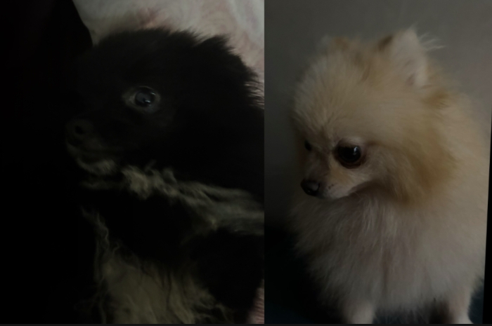 Chiens pomeranien pure race