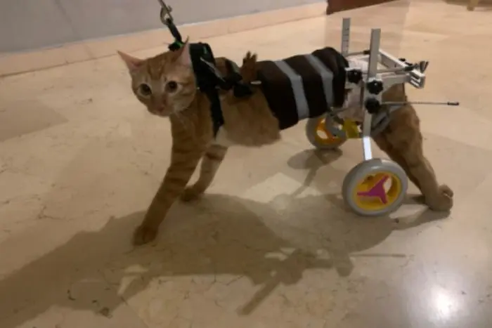 DON CHATTE PARALYSEE