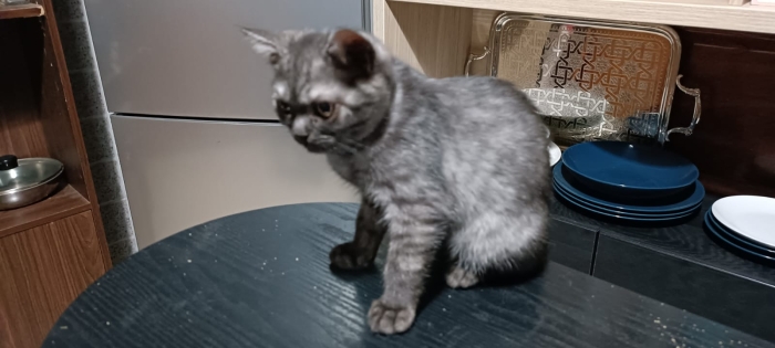 British shorthair Males