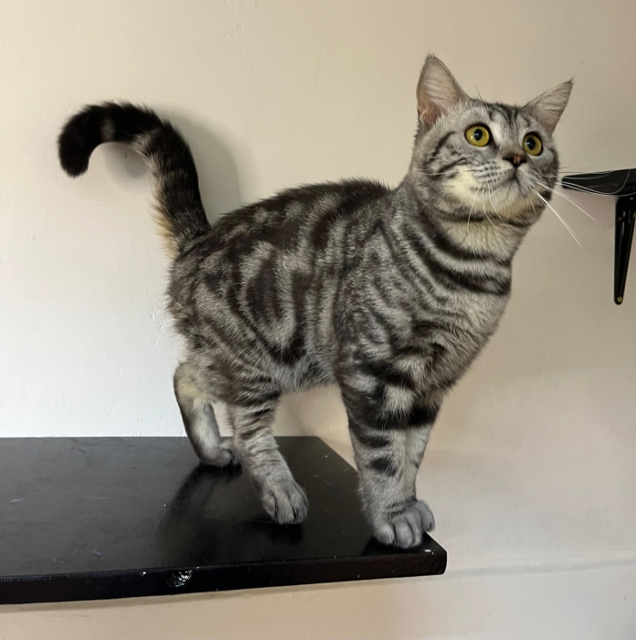 scottish straight marble