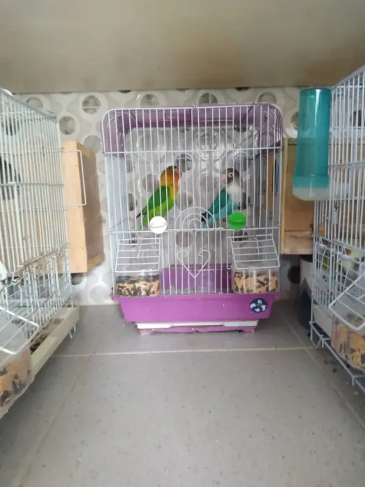 couple des insesparables