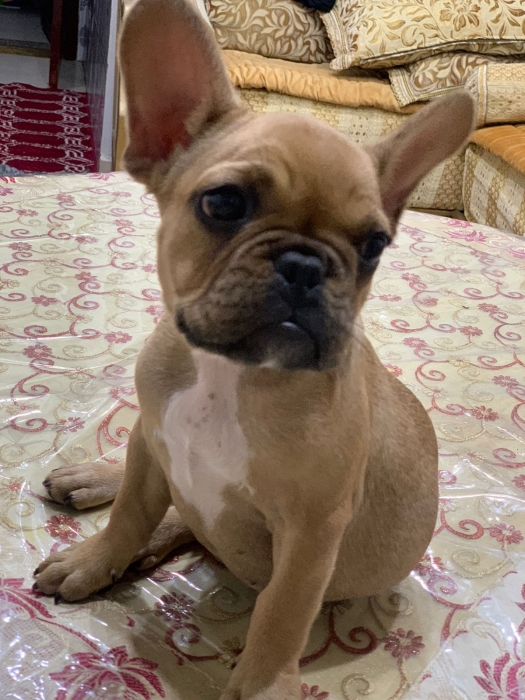 Bulldog Français