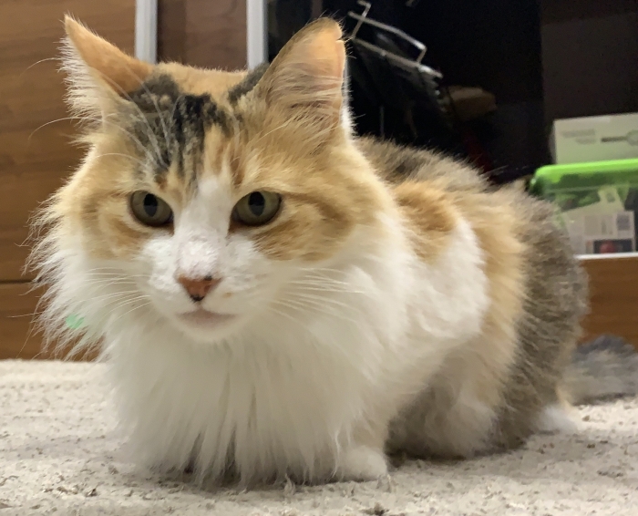 Je donne un beau chat pour adoption et pour qui saura s’en occuper.