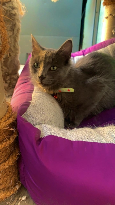 Vente chat male 6 mois