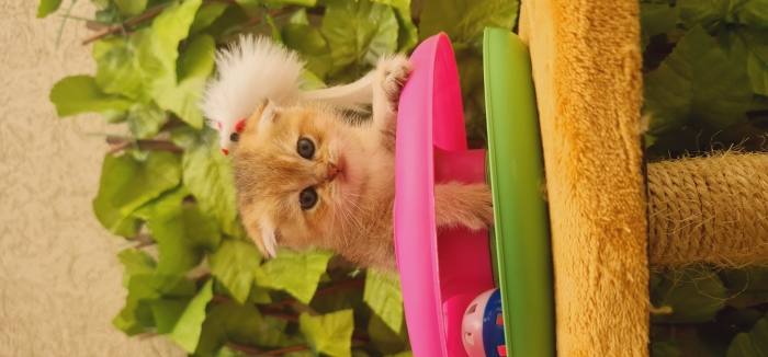 British golden ny12 et Scottish fold ny25