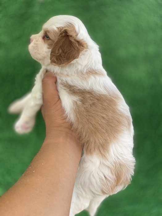 Cavalier King Charles