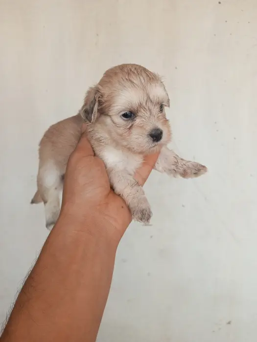 Bichon havanais et maltais