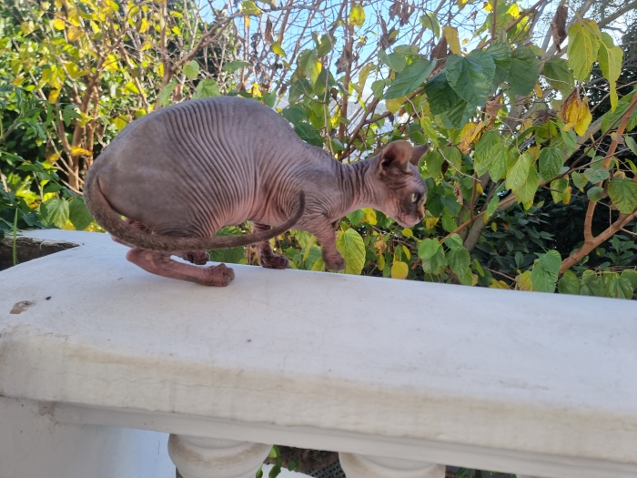 2 beaux et doux sphynx