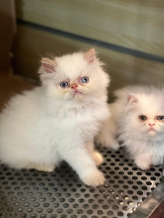 un chaton de race Persan ou Himalayen