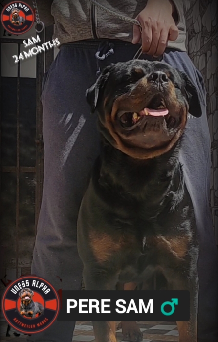 Chiots rottweiler à vendre