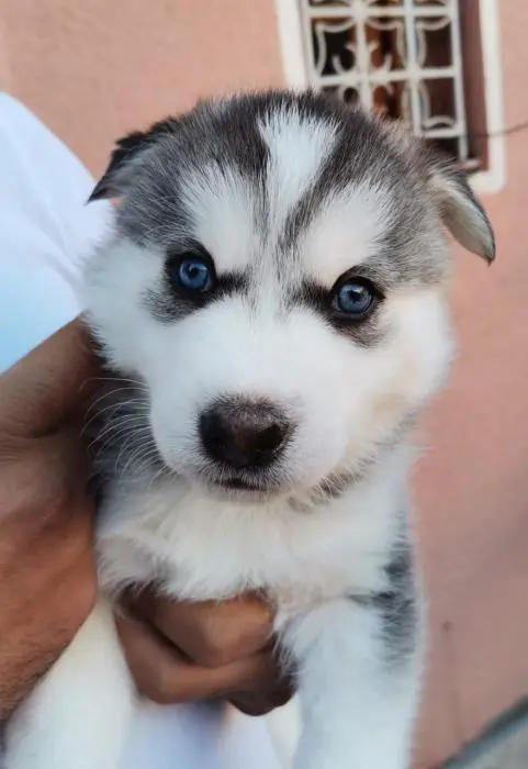 Chiots husky