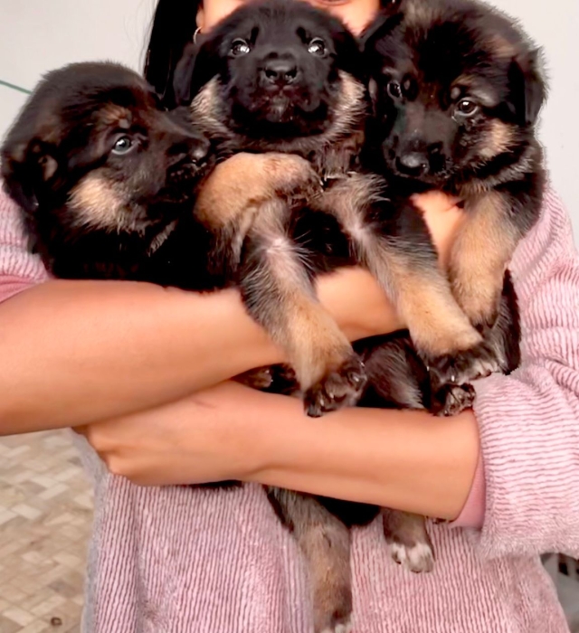 Chiots berger allemand 8 semaine (vac+ver)