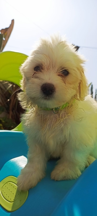 Bichon maltais blanc pure , mal disponible sur rabat. Vaccine et vermifuge