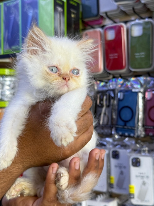 Chaton persan pure race