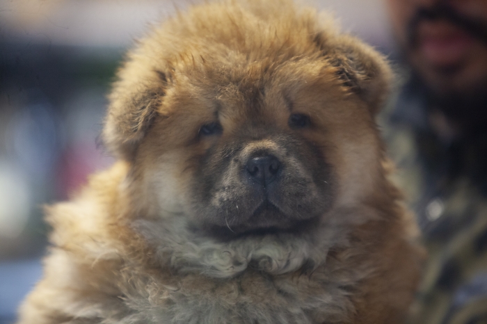 Manifique chiots chow chow pure race