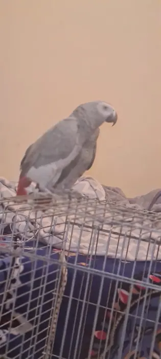 Perroquet gris du gabon