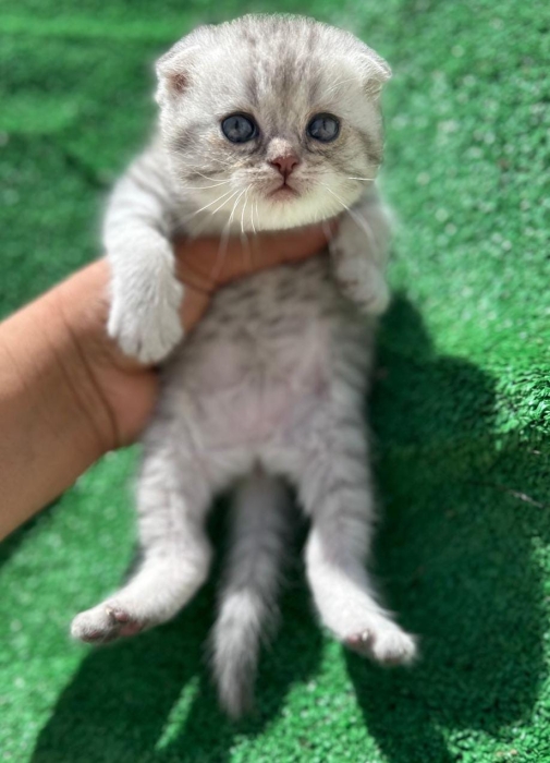 Scottish fold