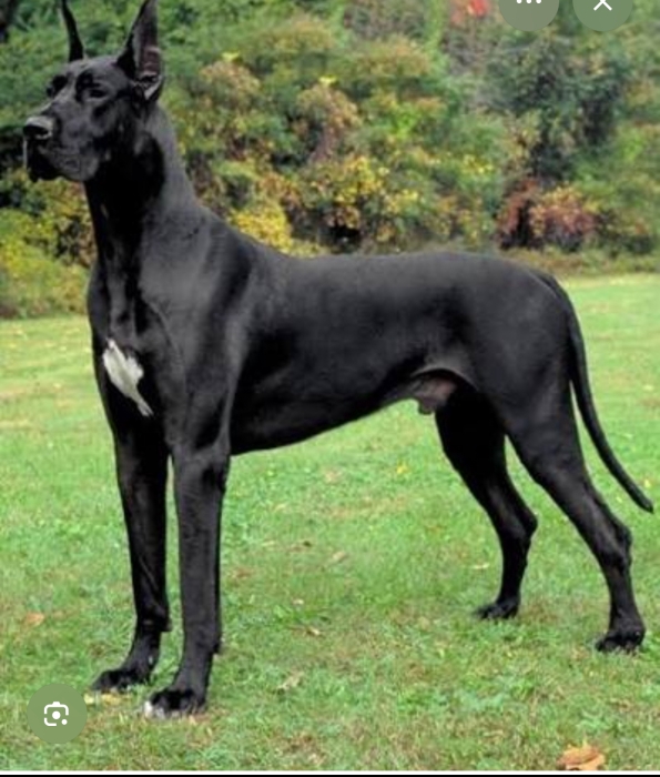 Dog allemand magnifique mâle au grand gabarit