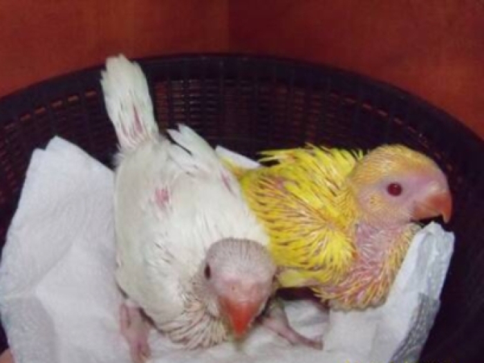 Bébé perruche à collier