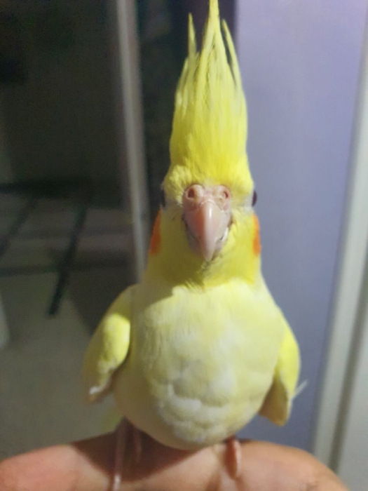 Callopssite lotino bien dreese