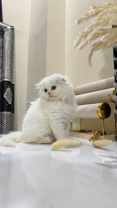 Highland fold & Scottish Pedigree