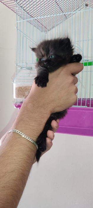 Chaton Cute race Persan