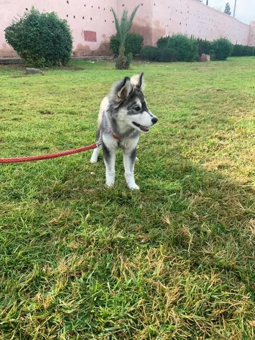 Husky malamute femelle a vendre