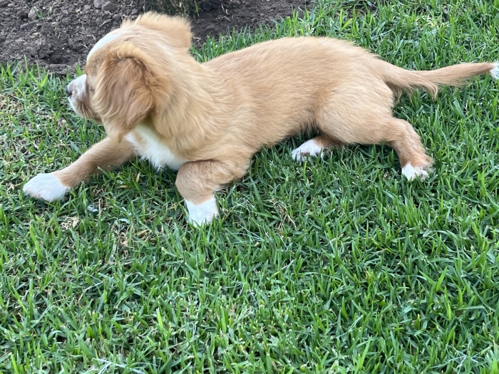 Cavalier King Charles croisé