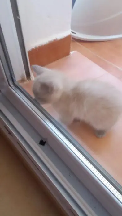 Vente chaton ragdoll