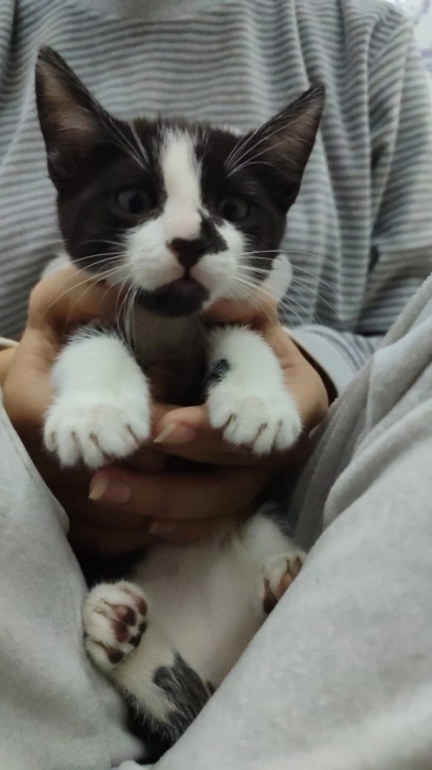 Trois adorables chatons âgés d'un mois cherchent une famille