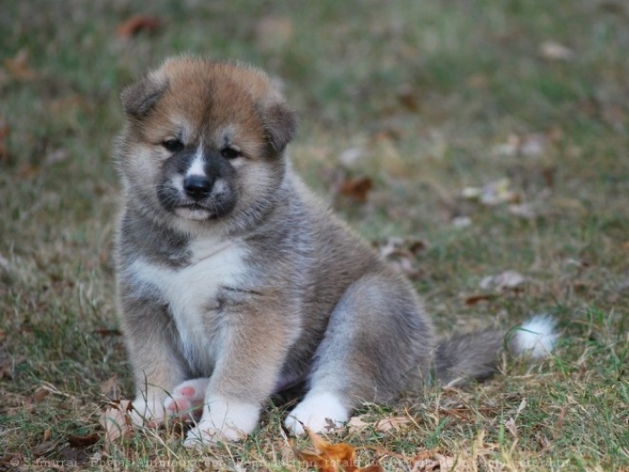 Akita inu