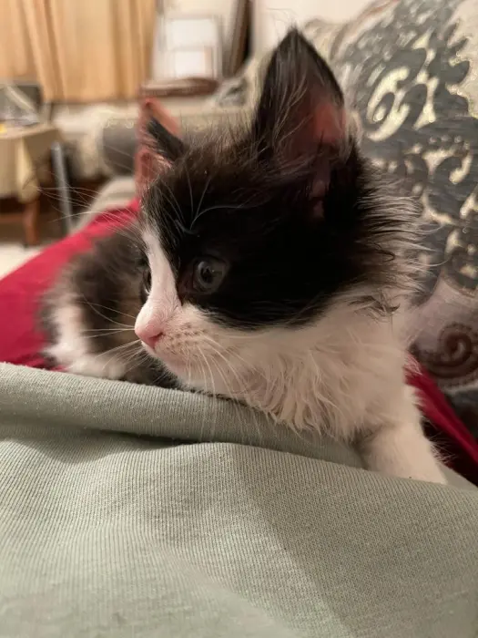 Chatte pour adoption