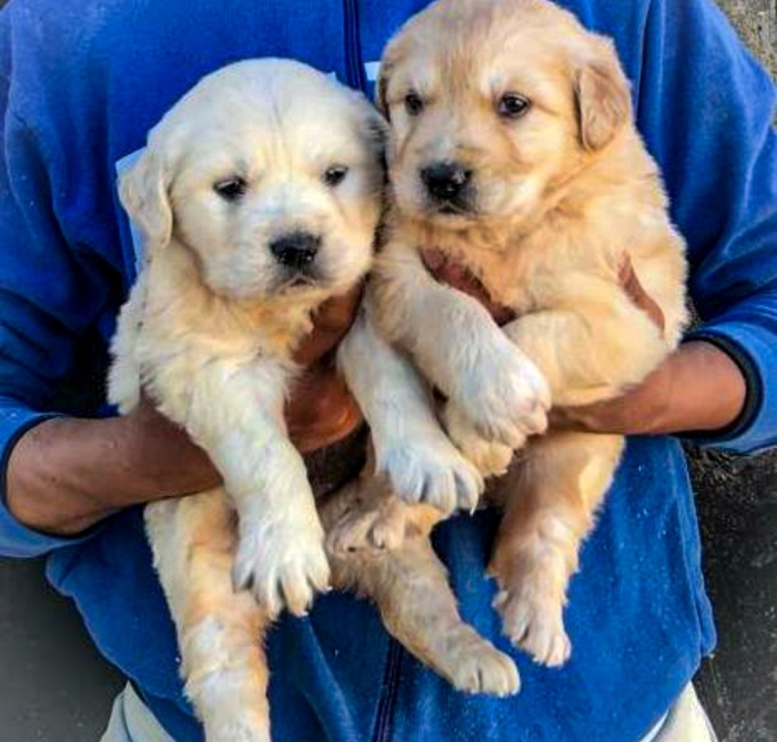 Golden retriever 🔥