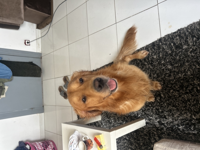 Golden retriver