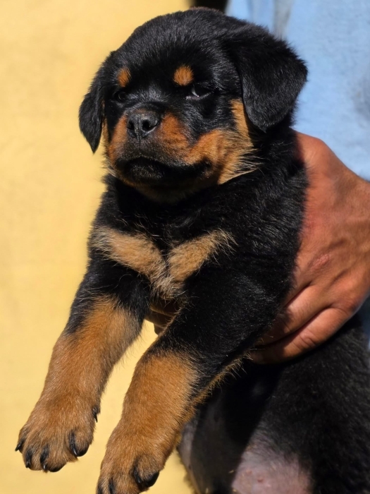 Magnifique portée rottweiler pedigree lignée des champions