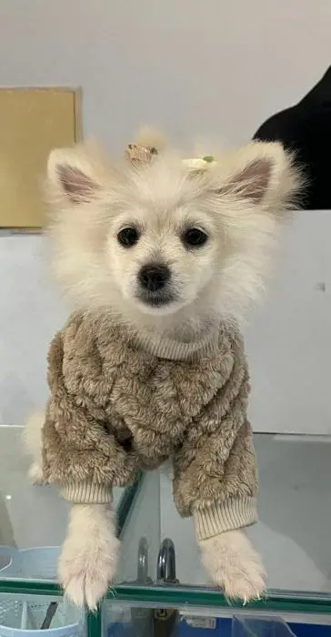 Lou lou pomeranian