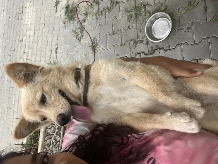 Adoption de klein plitz