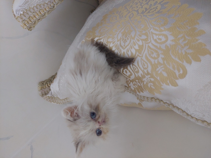 Chaton persan himalayen