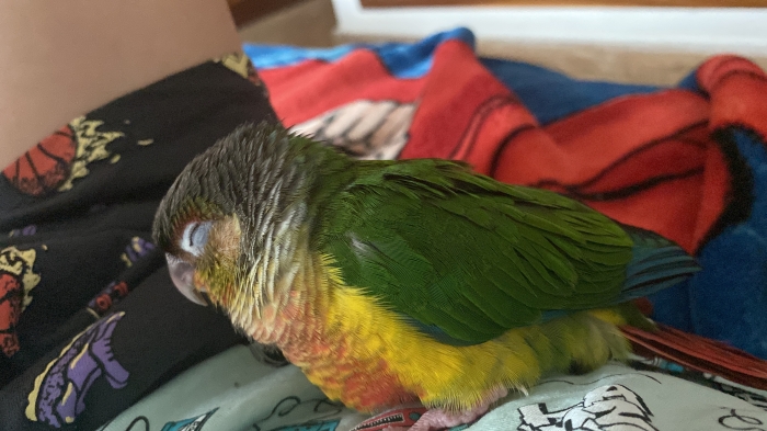 2 conure de molina